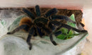 TARANTULA  ADULT “Orange Bottlebrush”  (Chromatopelma cyaneopubescens)