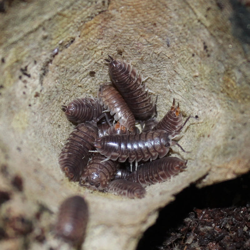 Teardrop Roly Poly Isopods Cylisticus convexus (10+ Pack)