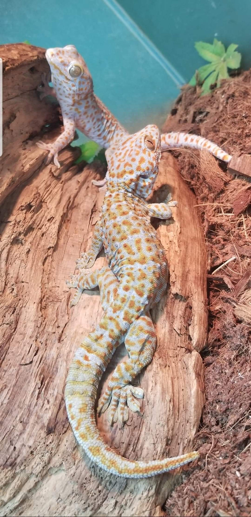 Tokay Gecko (Gekko gecko)