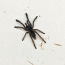 TARANTULA  3/4″ “VIOLET TREE SPIDER” (Tapinauchenius cupreus)