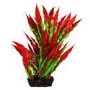 Vasiliki Crypt - Red/Green - 8" - Plant
