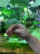Veiled Chameleon (Chamaeleo calyptratus)