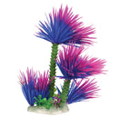 Water Palm - Purple - 12" - Plant