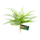 ZOO MED Naturalistic Flora - Lace Fern  - BU-62