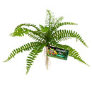 ZOO MED Naturalistic Flora - Sword Fern - BU-63