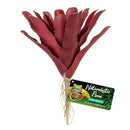 ZOO MED Naturalistic Flora - Fireball Bromeliad  - BU-60