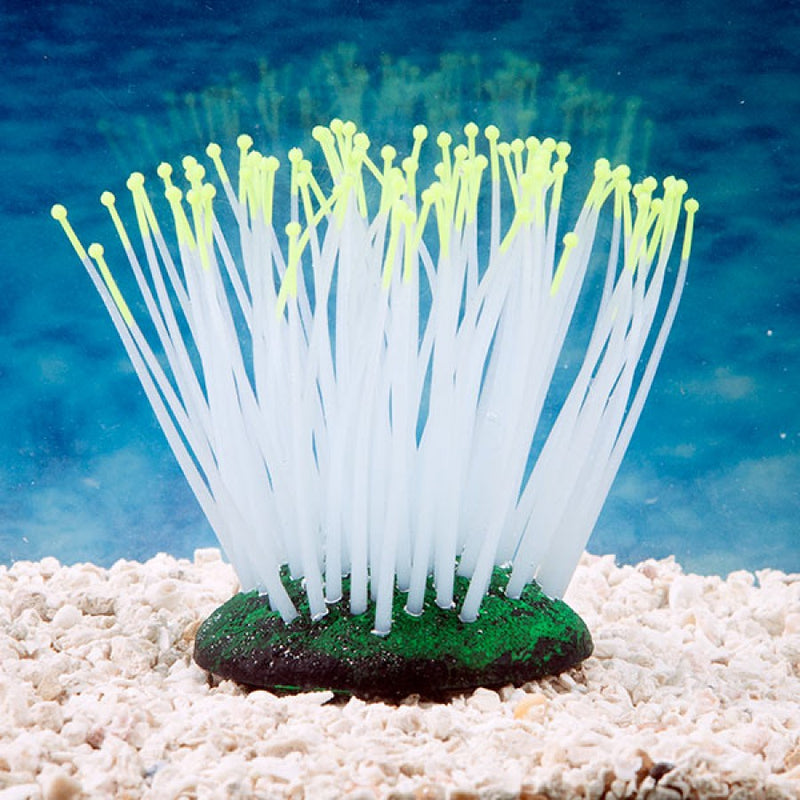 Anemone YELLOW TIP Glow in the dark SPORN