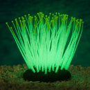 Anemone YELLOW TIP Glow in the dark SPORN