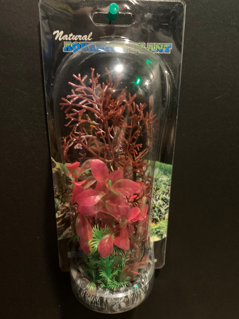 Assorted Freshwater Plant mounted on stone 8"