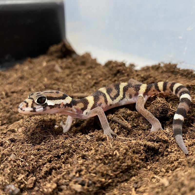 CA Banded Gecko