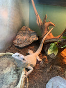 Bearded Dragons BLUE (Zero)