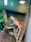Bearded Dragons BLUE (Zero)