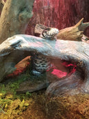 Black & White Argentine Tegu (Tupinambis merianae)