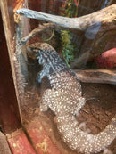 Black & White Argentine Tegu (Tupinambis merianae)