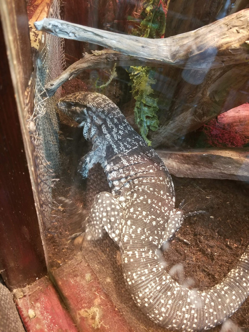 Charging Tegu Argentine Tegu Enclosure