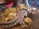 Black & White Argentine Tegu (Tupinambis merianae)
