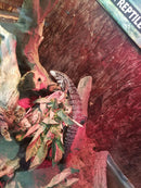 Black & White Argentine Tegu (Tupinambis merianae)