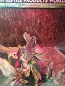 Black & White Argentine Tegu (Tupinambis merianae)