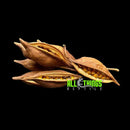 ATR Brach Pod (5 per Pkg) Approx. 2-5"