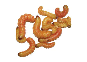 ButterWorms (10 Pack) - Great Fishing Bait