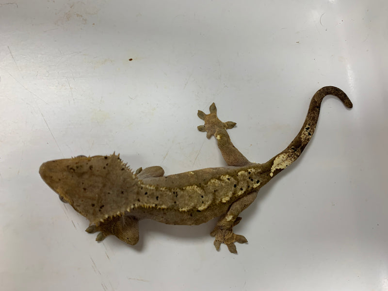 Crested Gecko (Correlophus ciliatus) Breeder size female