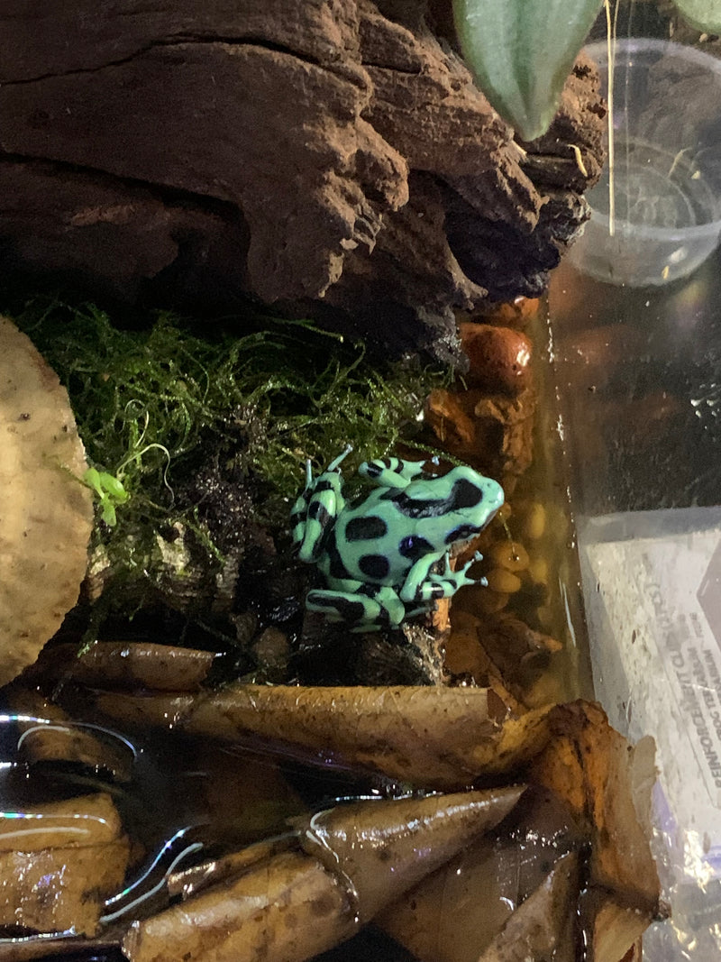 Dart Frog - Auratus Green and Black Dendrobatus sp.