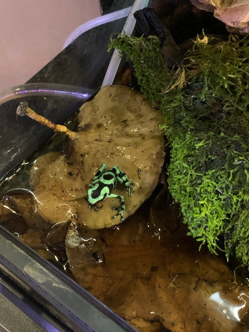 Dart Frog - Auratus Green and Black Dendrobatus sp.