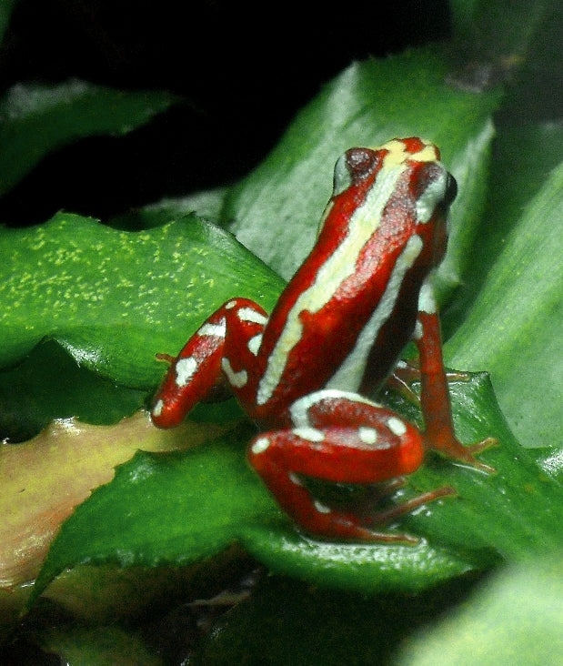 Anthony's Dart Frog -  (Epipedobates anthonyi)