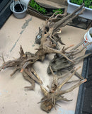 Eucalyptus Root - Large - For Aquariums or Terrariums