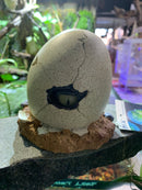 MAX Aquatic Air Action Monster Egg Glow in the Dark EYEBALL