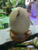 MAX Aquatic Air Action Monster Egg Glow in the Dark EYEBALL