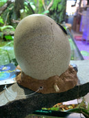 MAX Aquatic Air Action Monster Egg Glow in the Dark EYEBALL