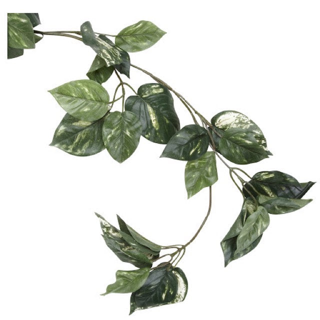 FLUKERS Repta-Vines - Pothos - 6ft with suction cups