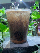 Fruit fly Culture Drosophila melanogaster - no winter shipping unless item UH-96 is purchased eith Xpresspost