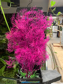 Fuscia Fern - 14"