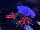 Seagarden Glow Purple / Red Anemone Reefscape