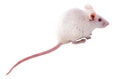 Pet Mice