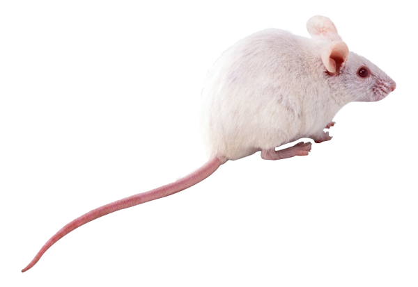 White Mouse Pet Stores That Sell Mice Near Me White Mice Keeping