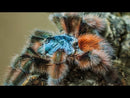 Tarantula 1" “Antilles Pinktoe- THE PRAYING MANTIS”  (Caribena versicolor)