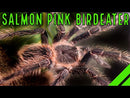 TARANTULA  1/2″ “TARANTULA SALMON PINK BIRDEATER” (Lasiodora parahybana)