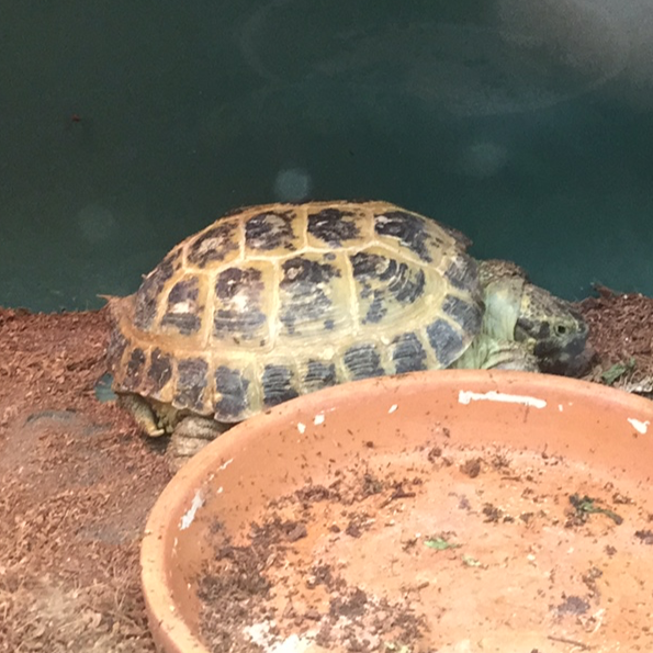 Russian Tortoise - Male