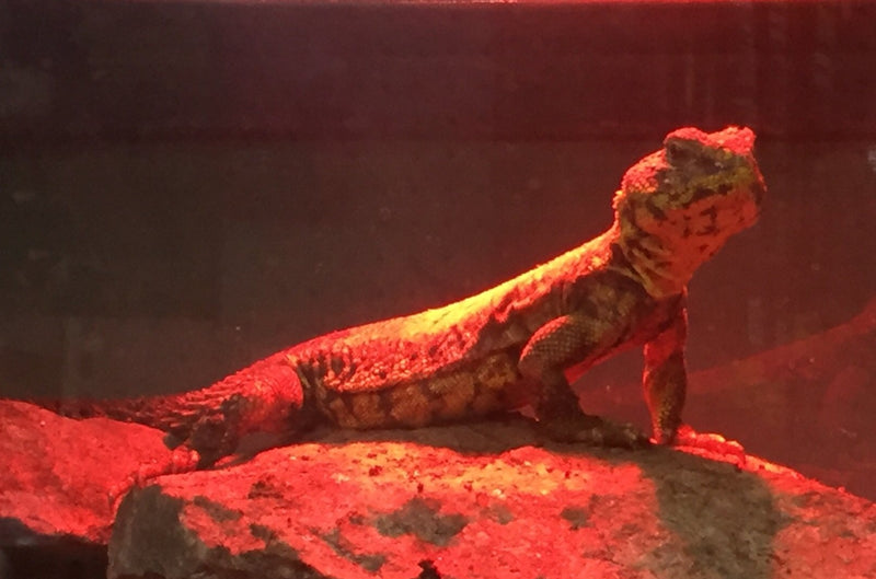 Niger Yellow Uromastyx