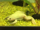 Albino African Clawed Frog