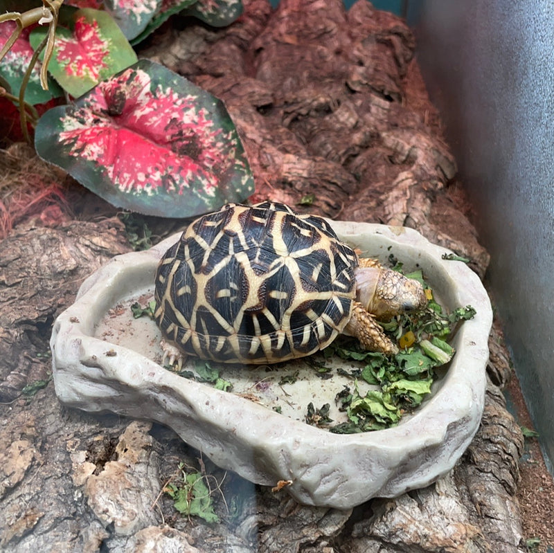 Indian Star Tortoise