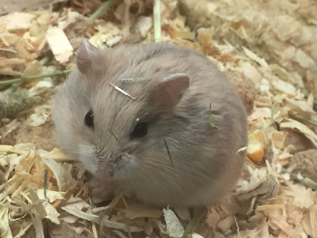 Pet hamster hot sale for sale