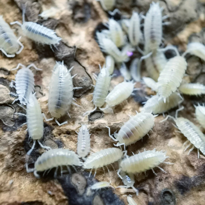 White Out isopods - Pruinosus porcellionides - 10+