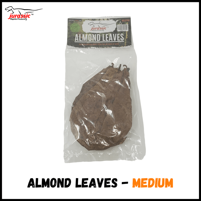 Jurassic  Premium Catappa Indian Almond leaves