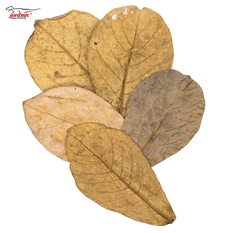 Jurassic  Premium Catappa Indian Almond leaves