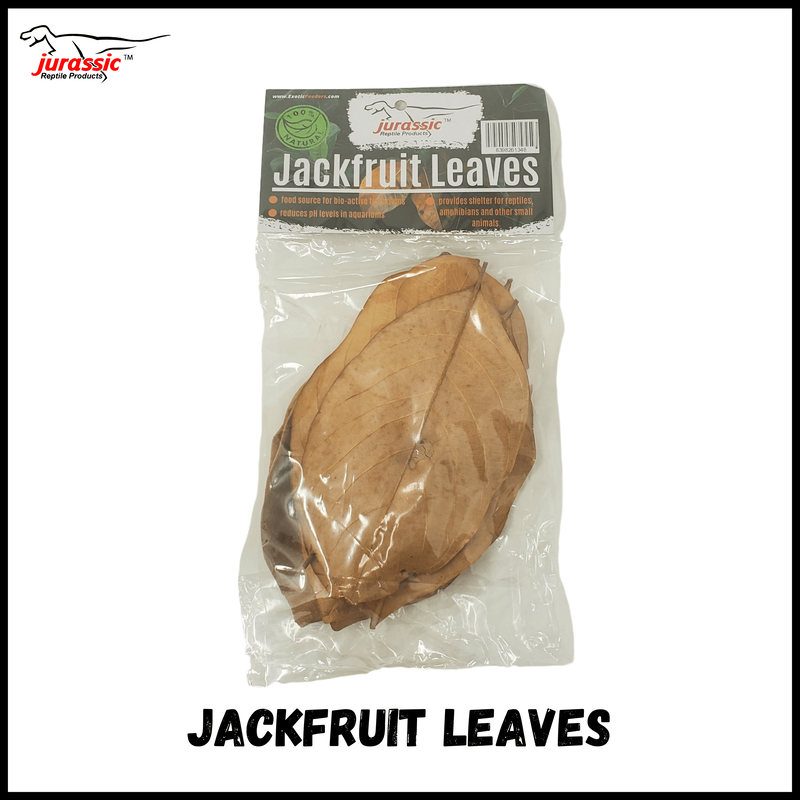 Jurassic Premium Jackfruit Leaf Litter