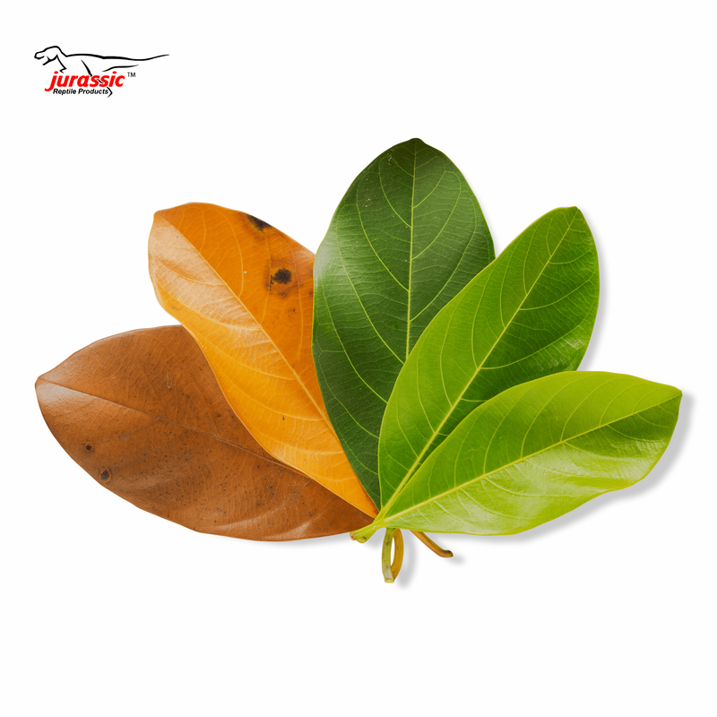 Jurassic Premium Jackfruit Leaf Litter